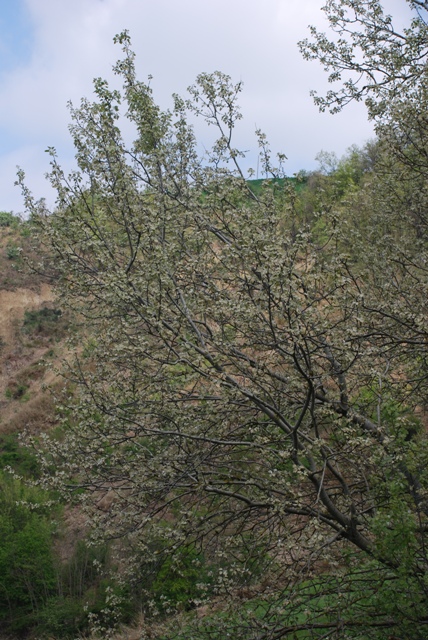 Populus alba